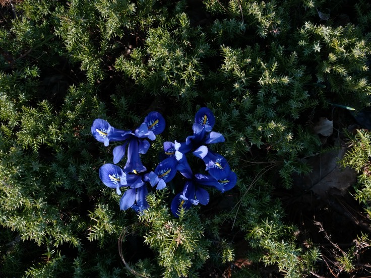 Emily Ferguson Rock Garden Iris