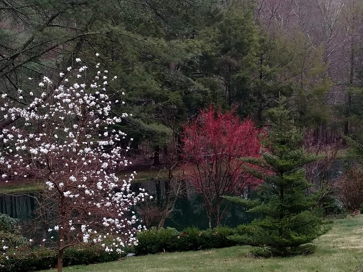 Emily Ferguson Scene With Coral Bark Maple